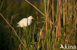 Waterhoen (Gallinula chloropus)