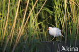 Waterhoen (Gallinula chloropus)