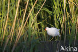 Waterhoen (Gallinula chloropus)