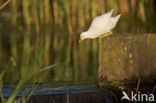 Common Moorhen (Gallinula chloropus)