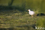 Common Moorhen (Gallinula chloropus)