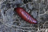 Large Yellow Underwing (Noctua pronuba)