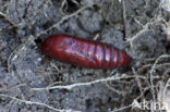 Large Yellow Underwing (Noctua pronuba)