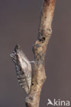 Koninginnepage (Papilio machaon)