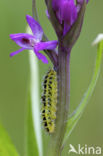 Six-spot Burnet (Zygaena filipendulae)