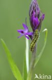 Sint-Jansvlinder (Zygaena filipendulae)