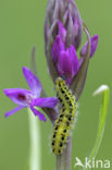 Six-spot Burnet (Zygaena filipendulae)