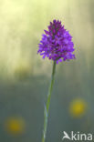 Pyramidal Orchid (Anacamptis pyramidalis)