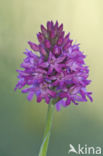 Pyramidal Orchid (Anacamptis pyramidalis)