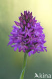 Pyramidal Orchid (Anacamptis pyramidalis)