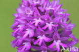 Pyramidal Orchid (Anacamptis pyramidalis)