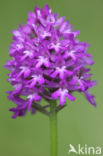 Pyramidal Orchid (Anacamptis pyramidalis)