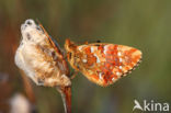 Veenbesparelmoervlinder (Boloria aquilonaris)