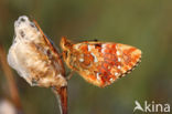 Veenbesparelmoervlinder (Boloria aquilonaris)