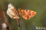 Veenbesparelmoervlinder (Boloria aquilonaris)