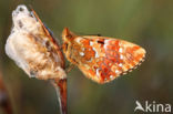 Veenbesparelmoervlinder (Boloria aquilonaris)