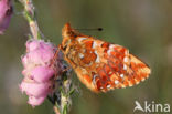 Veenbesparelmoervlinder (Boloria aquilonaris)