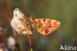 Veenbesparelmoervlinder (Boloria aquilonaris)