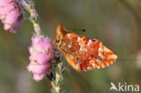 Veenbesparelmoervlinder (Boloria aquilonaris)