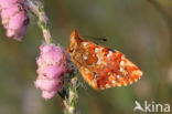 Veenbesparelmoervlinder (Boloria aquilonaris)