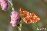 Veenbesparelmoervlinder (Boloria aquilonaris)