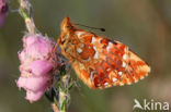 Veenbesparelmoervlinder (Boloria aquilonaris)