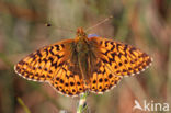 Veenbesparelmoervlinder (Boloria aquilonaris)