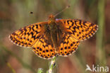 Veenbesparelmoervlinder (Boloria aquilonaris)