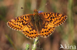 Veenbesparelmoervlinder (Boloria aquilonaris)