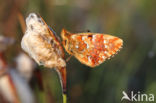 Veenbesparelmoervlinder (Boloria aquilonaris)