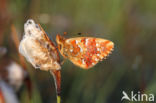 Veenbesparelmoervlinder (Boloria aquilonaris)