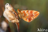 Veenbesparelmoervlinder (Boloria aquilonaris)