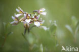 Moeraswespenorchis (Epipactis palustris)