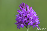 Pyramidal Orchid (Anacamptis pyramidalis)