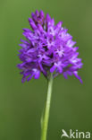 Pyramidal Orchid (Anacamptis pyramidalis)