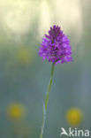 Pyramidal Orchid (Anacamptis pyramidalis)