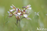 Moeraswespenorchis (Epipactis palustris)