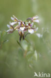 Moeraswespenorchis (Epipactis palustris)