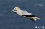 Northern Gannet (Morus bassanus)