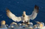 Northern Gannet (Morus bassanus)