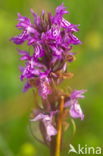 Southern Marsh-orchid (Dactylorhiza praetermissa)