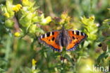 Kleine vos (Aglais urticae)