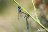 Blue-tailed Damselfly (Ischnura elegans)