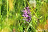 Southern Marsh-orchid (Dactylorhiza praetermissa)