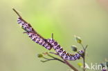 Waterbetony (Cucullia scrophulariae)