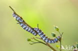 Helmkruidvlinder (Cucullia scrophulariae)