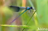 Weidebeekjuffer (Calopteryx splendens)