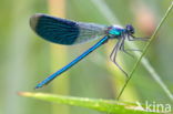 Weidebeekjuffer (Calopteryx splendens)