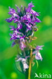 Southern Marsh-orchid (Dactylorhiza majalis subsp. praetermissa)