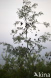 European Starling (Sturnus vulgaris)